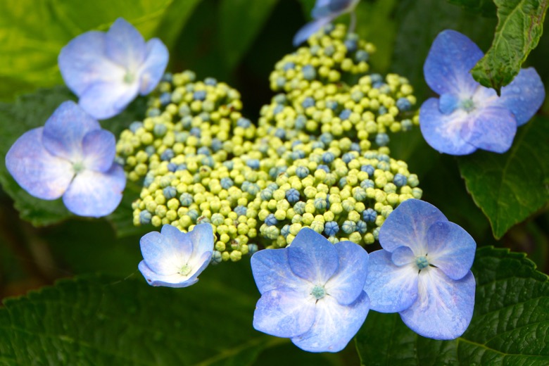 Hydrangea field in Ohno Alps land - Misa's Odekake Blog